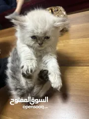  3 هملايا مكس شانشيلا ذكر وانثى