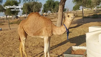  3 بكرة فطيمه أصيل بنت شاهين الشيخ ود الكليلي وامها بنت شاهين  العاصفه