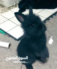  4 أرانب نوع تيدي بير وليون هيد