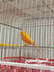  5 ذكر كنار ، اقرأ الوصف