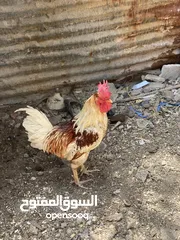  1 ديج ودجاجه للبيع حلوات مال بيت صحه خير من الله
