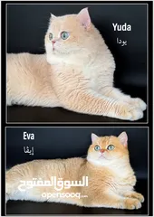  10 High-level British Shorthair kittens with pedigree