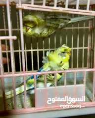  9 كوم طيور حب هوجو شغاله