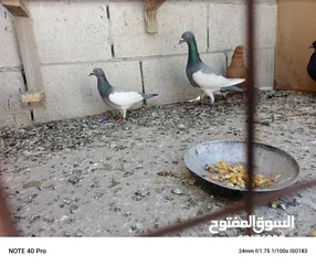  1 متاح 15جوز للبيع تحتهم فراخ وبيض سعرحرق