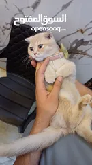  5 ذكر سكوتش شورت هير لون مميز