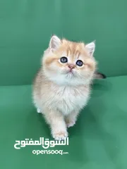  8 مجموعة قطط سكوتش فولد وستريت كل اشي الو سعر