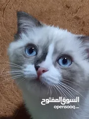  10 قط سكوتش فولد للبيع