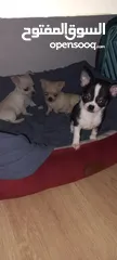  18 Chihuahuas