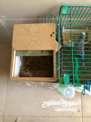  9 جوزين طيور حب مع قفص قابل لا التقسيم و كوخين