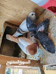  11 اربع جواز حمام للبيع مع القن