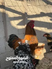  5 جاج لوهمان + بلدي بياض للبيع