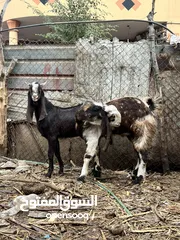  5 صخل افغاني