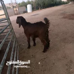  1 صخله صلات انبي عمر ثلاث شهور صحه ونضافه مكفوله من جميعو
