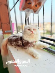  3 قط سكوتش فولد مميز منزلي اليف وسعره مناسب خالي من اي امراض او مشاكل صحية