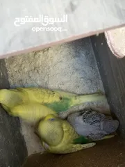 4 جوز حب مع 5فراخ