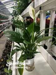  2 Peace Lilly ~ Indoor