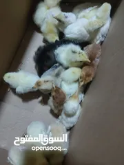  4 فقاشه للبيع