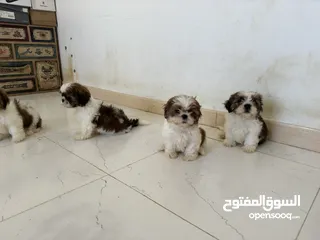  1 Shitzu puppies