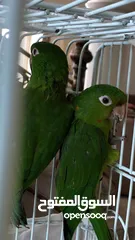  4 White Eyed Conure for sale