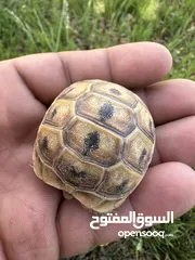  14 سلاحف بيبي وجمع الاحجام. تربيه مزرعه صحه   ونظافه top.  يوجد سلاحف ازواج. موسم تكاثرهم.