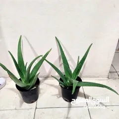  2 indoor airpurify plants