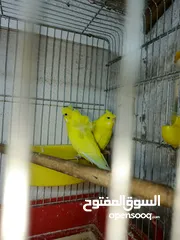  1 جوز حب هوجو رومو لاتينو  وردات فل شغال للبيع او للبدل علا جوز كنار .. اقرأ الوصف .. للبيع بدون قفص