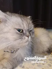  1 قطه هملايا انثى
