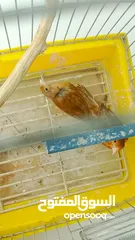  13 جوز كنار نحاسيات نار