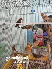  14 اقرى الوصف