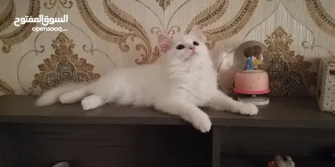  9 Persian cat female