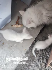  6 kitten 1month aged