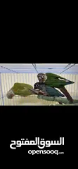  1 كنيورات للبيع -Conures for sale