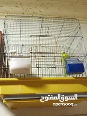  1 5جواز مع فراخ وبيض + 12مخاليف حب جوز كنار