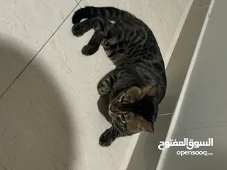  6 قط بنغال bengal cat