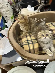  2 سكوتش فولد غولدن ny 24 عرض صاروخي  تابع الوصف للأهمية