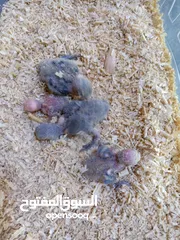  15 يتوفر ببغاء اليف زق يدوي  لوري اليف قرين شيك الي كوكتيل اليف  دره اليف  روز اليف  فشر اليف  حب اليف