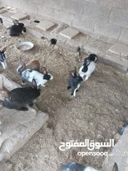  3 أرانب للبيع