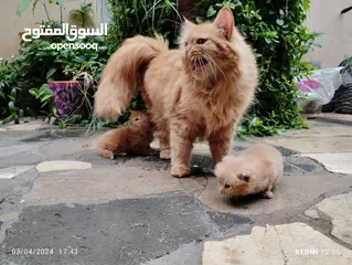  22 قطط شيرازي من المعدوم لون عسلي