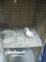  10 بسم الله ما شاء الله طيور كامل للبيع البيع كامل اقرا الوصف جيدا