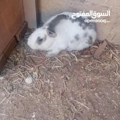  2 ارانب  ذكر  ونثيتين