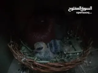  3 ذكر الأنثى هذه هرب يوم العيد  !!