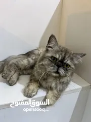  1 قط عمره 4شهور