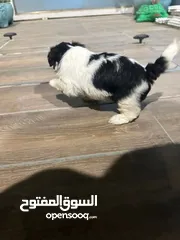  1 كورجي Corgi ذكر العمر سنه جميل جدا تربية بيت نادر