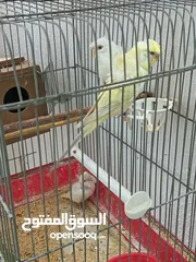  1 جوز هوغو رومو للبيع صحه ونظافه لجوز عين حمرا لذكر لون بسكوتي والانثى لون ابيض مع فرخ عمر شهر تقريبا