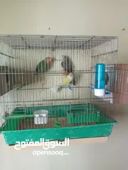  5 زوجين روز  للبيع بصحة ممتازة بلديات فرخوا الوان جميلة معهم مطير
