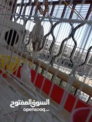  3 جوز كوكتيل ذكر البينو عين اسود انثى ازبل مع القفص كوخ تحتهم بيض عدد3سعرهم 60اخرهم