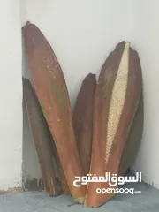  22 صيانه نخيل الرجل المناسب فى المكان المناسب