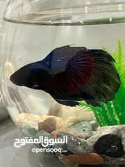  4 سمك فايتر نخب واحواض وزينة افضل الاسعار