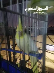  4 جوز كوكتيل للبيع.........