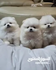  3 Teacup Pomeranian Puppy.